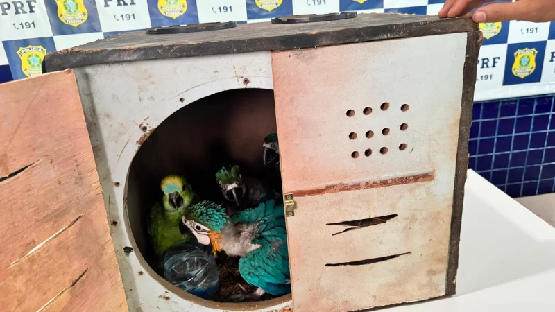 PRF realiza terceira apreensão de araras e papagaios no Piauí em menos de 15 dias