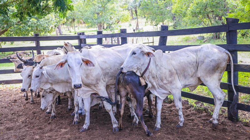 Atualização cadastral de rebanhos no Piauí passa a ser realizada apenas uma vez ao ano, entre abril e junho
