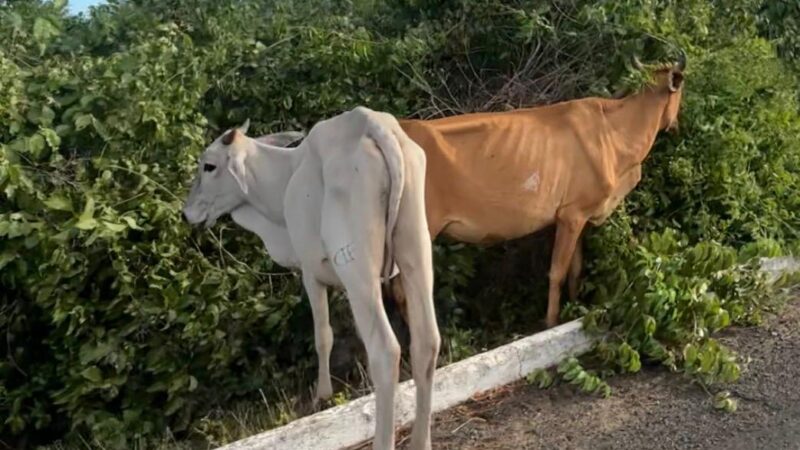Operação Porteira Fechada apreende 15 animais soltos e prende duas pessoas no interior do Piauí