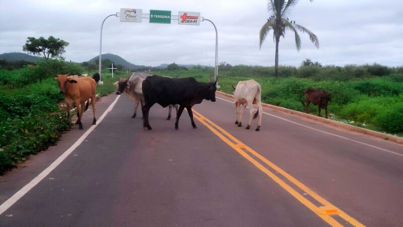 Alepi aprova lei para combater animais soltos em estradas com multa de até R$ 1,4 mil