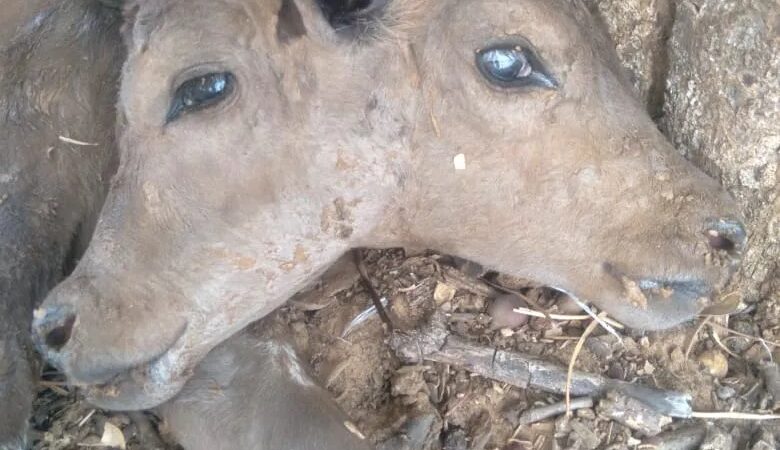 Bezerra nasce com duas cabeças em propriedade rural no interior do Piauí
