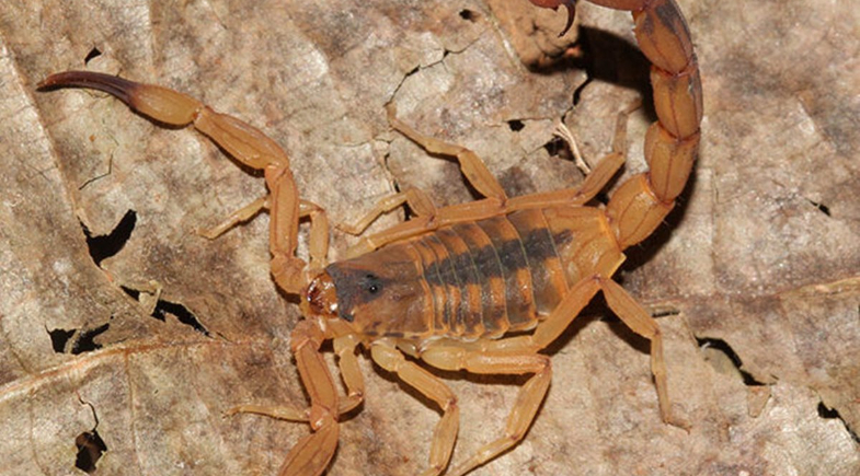 Piauí teve 2 mil casos de picadas de escorpião em 2025; veja recomendações