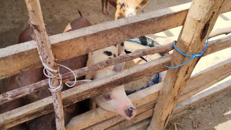 Fiscalização volante na divisa entre Piauí e Maranhão reforça combate à peste suína clássica
