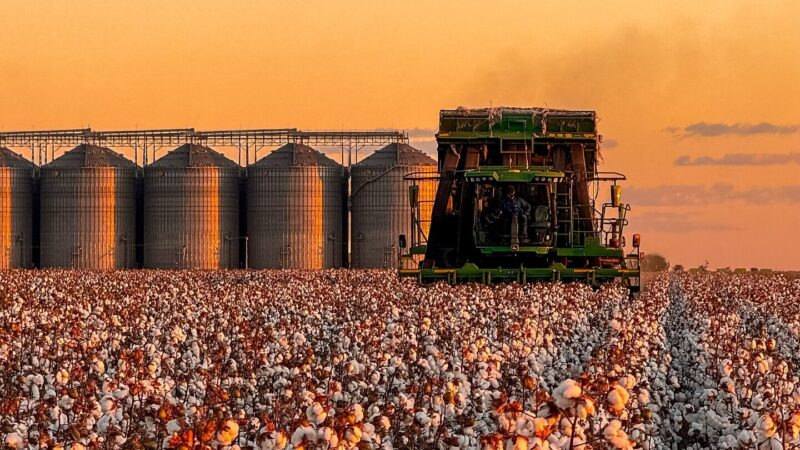 Exportações do Piauí somam R$ 119 milhões em dezembro e alcançam R$ 6,4 bilhões no acumulado de 2025