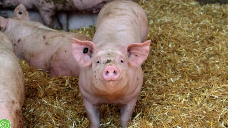 Piauí decreta emergência zoossanitária para prevenção da peste suína clássica