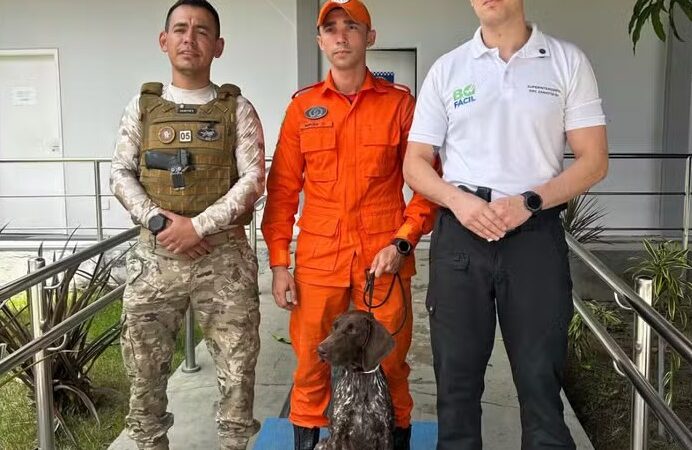 Novo cão policial especializado na detecção de restos mortais chega ao Piauí