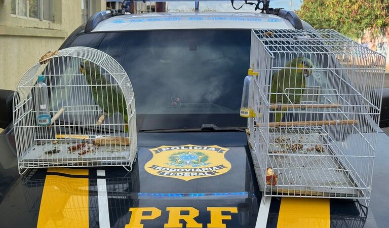 Papagaios da fauna silvestre são resgatados pela PRF em Parnaíba